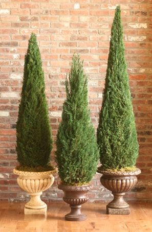 PRESERVED CONE JUNIPER TOPIARIES